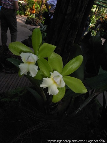 Singapore Orchid